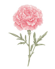 카네이션 어버이날 꽃