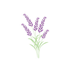Hand drawn bunch of lavender flowers, flat vector illustration isolated on white background. Cute cartoon purple flowers. Aromatherapy and spa concepts. Herb for alternative herbal medicine.