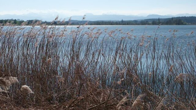Ufervegetation mit Schilf Pflanzen am Ufer im Fr&uuml;hling. Schilfpflanzen  am See Ufer, Greifensee in der Schweiz