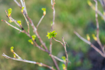 The buds bloom in the spring. Spring mood. The trees come alive