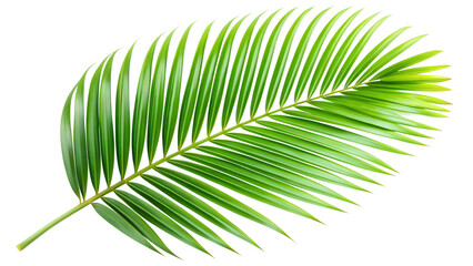 green leaf isolated on white
