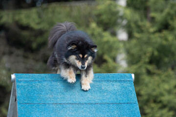 Finnish Lapphund climbs over an a-frame on a dog agility course