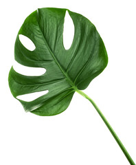 Tropical green monstera leaf isolated on a white background. Big leaf of monstera plant. © domnitsky