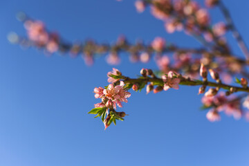 Delicate pink peach blossoms emerge on thin branches against a clear blue sky.
