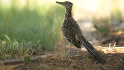 Yawning Roadrunner