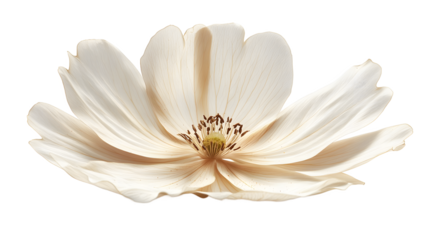 Elegant Beige Flower in Flight