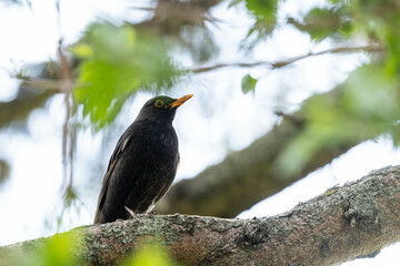 male blackbird on a tree