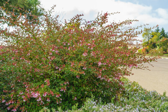 Glossy abelia flowering shrubs close-up. Caprifoliaceae perennial shrubs with small bell-shaped flowers bloom in Summer garden