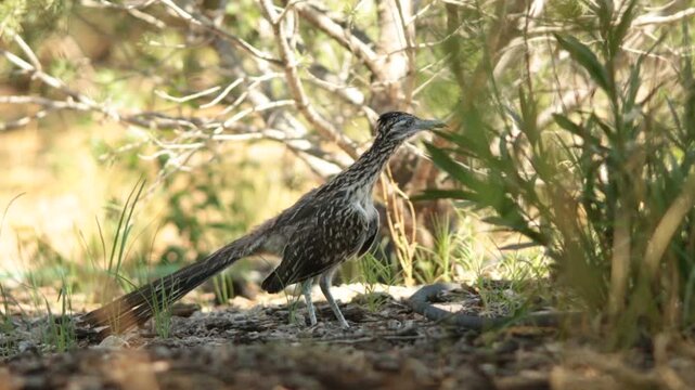 RoadRunner Stretching