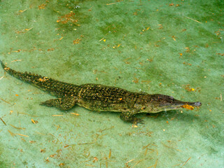 Salt water crocodile in zoo