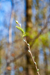Wild pasture in the forest