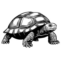 Fototapeta premium Tortoise vector and black and white drawing illustration design