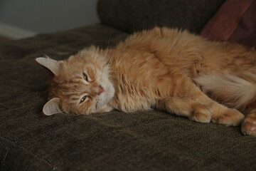 Maine coon red orange cat sleepy comfort lying on the brown sofa. Cute pet relaxing and enjoying with beauty eyes. Closeup emotion portrait in home interior in daylight. Natural real colors