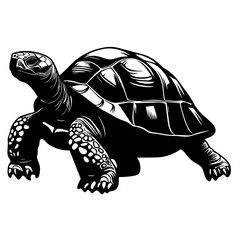 Fototapeta premium Tortoise vector illustration isolated on white background 