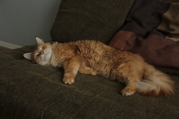 Maine coon red orange cat sleepy comfort lying on the brown sofa. Cute pet relaxing and looking in camera her beauty eyes. Closeup emotion portrait in home in day light. Natural real untouched colors