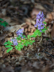 portrait view to violet spring flower in forest
