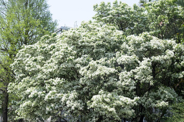 Beautiful Chinese fringetree flowers.	