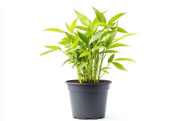 Vibrant Lucky Bamboo: Close-up of a Small Bamboo Plant in a Pot against a Bright White Backdrop