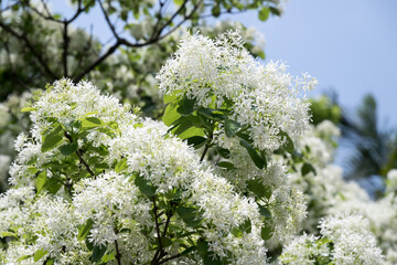 Beautiful Chinese fringetree flowers.	