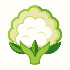 Cauliflower icon on white background 