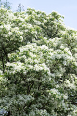 Beautiful Chinese fringetree flowers.	