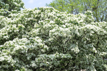 Beautiful Chinese fringetree flowers.	