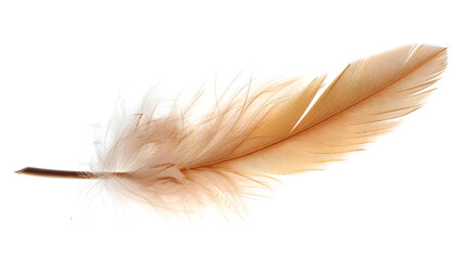 Obraz premium feather, isolated feather, bird feather, feather texture, white background, transparent background, soft feather, delicate feather, feather design, natural feather, elegant feather, light feather, fea