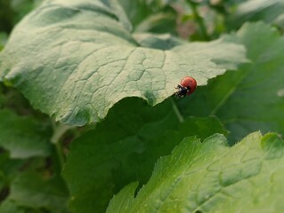 Ladybug on Fresh Spinach Leaf 