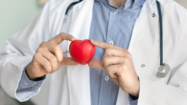 Close up of man cardiologist in white coat and stethoscope on neck holds small red heart, symbol of importance of cardiovascular health, patient care, promoting regular medical check up, cardiology