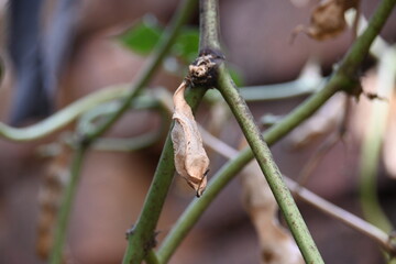 Dry Lablab purpureus pods. It is a species of bean in the family Fabaceae. Its other names lablab bean, bonavist bean pea, dolichos bean, seim, lablab, Egyptian kidney bean and Indian bean.