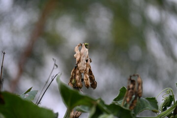 Dry Lablab purpureus pods. It is a species of bean in the family Fabaceae. Its other names lablab bean, bonavist bean pea, dolichos bean, seim, lablab, Egyptian kidney bean and Indian bean.