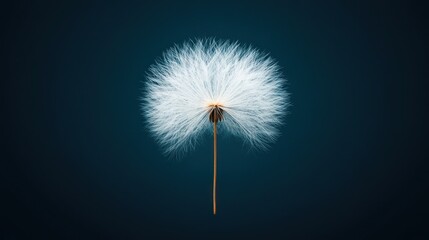 Fototapeta premium Close-up of a dandelion seed head