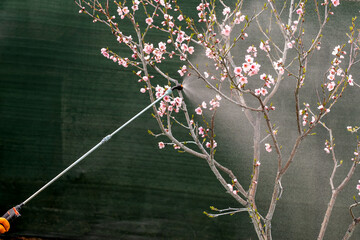 Spring treatments of trees with pesticides, pest control.