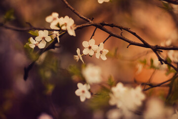 Śliwa tarnina (Prunus spinosa L.), wiosenne tło, tapeta, motyw w kwiaty