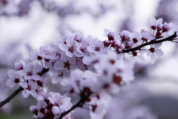 Białe kwiaty śliwy wiśniowej "Hessei" (Prunus cerasifera), wiosenne tło, tapeta, motyw kwiatowy © anettastar