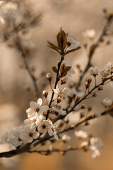 Śliwa wiśniowa Pissardi (Sakura), różowe kwiaty, wiosenne tło, tapeta, motyw kwiatowy © anettastar