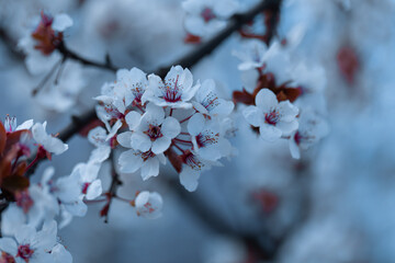 Białe kwiaty śliwy wiśniowej "Hessei" (Prunus cerasifera), wiosenne tło, tapeta, motyw kwiatowy © anettastar