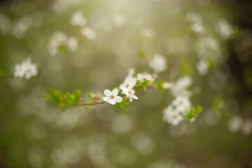 Śliwa tarnina (Prunus spinosa L.), wiosenne tło, tapeta, motyw w kwiaty