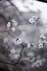 Śliwa tarnina (Prunus spinosa L.), wiosenne tło, tapeta, motyw w kwiaty