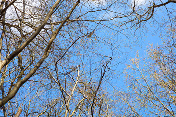 A view from below of the crowns of leafless trees against the backdrop of a blue spring sky with light white clouds in Ukraine.