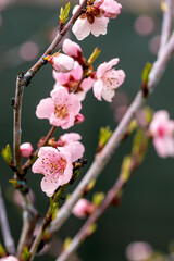 Fototapeta premium Beautiful Blooming Peach Trees In Early Spring. High Quality Photo