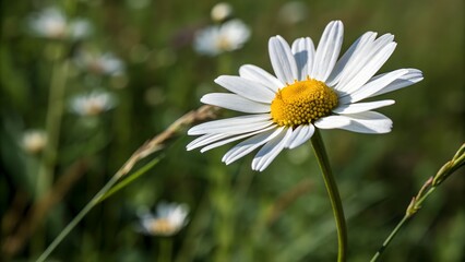 Obraz premium White daisy flower, Close-up of a blooming white daisy flower in a green meadow, captured in natural sunlight.