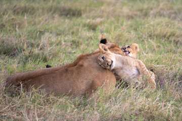 Lion cubs with their mom snuggling