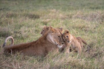Young lion cub nuzzling with mom in the grass