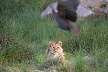 Lion cub watching a bird flying in front of him