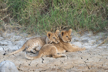 Two lion cubs resting on the dry dirt