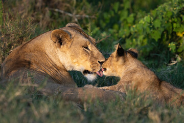 Lioness and cub having a tender moment in the grass