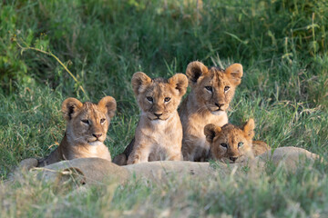 Four lion siblings at sunset gathered with mom