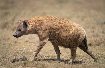 Close up photo of a spotted hyena