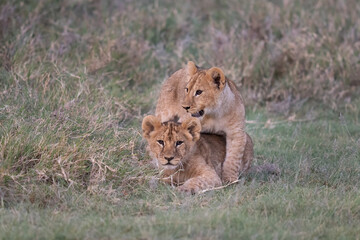 Two sibling lion cubs wrestling